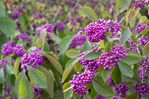Clusters of purple berry fruit of the Callicarpa Profusion plant, photographed in autumn at a garden in Chelmsford, Essex, UK.