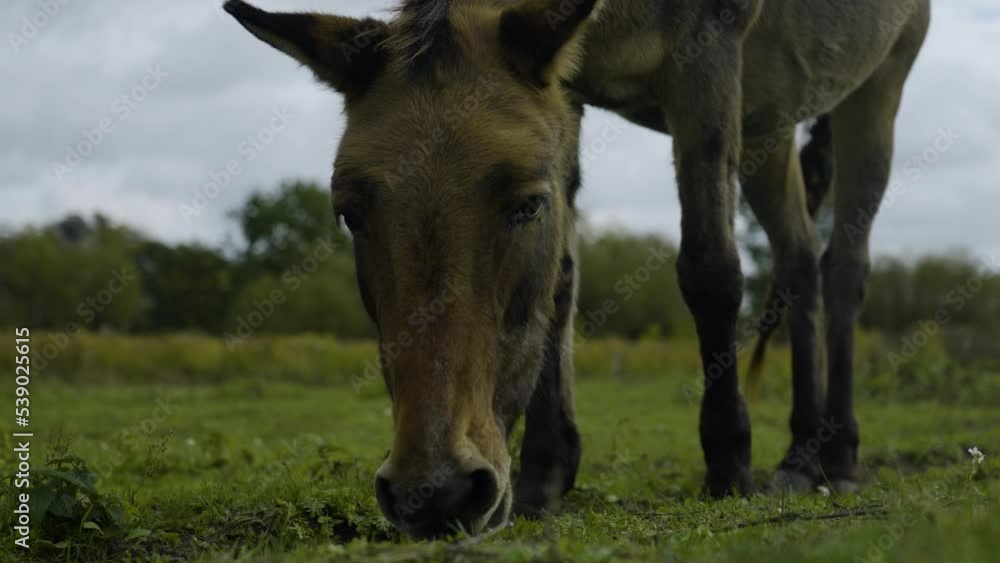 Braunes Maultier grast auf einer Wiese close up