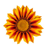 Fleur de Gazania jaune et orange	