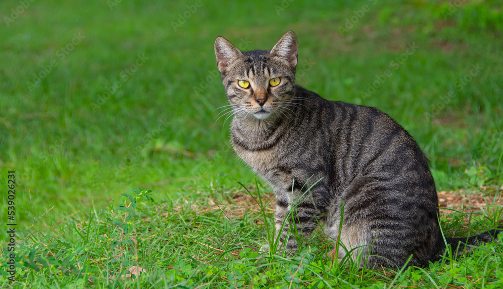 Striped beautiful cat sits on the grass, look at the camera. Striped beautiful cat sits on the grass, look at the camera.