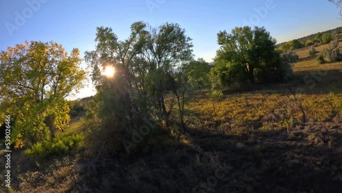 Forest in the Morning