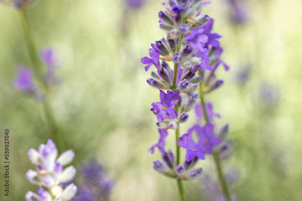 Obraz premium Selective focus on lavender flower in flower garden. Lavender flowers lit by sunlight.