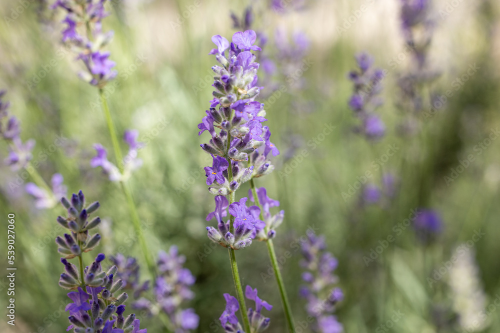 Selective focus on lavender flower in flower garden. Lavender flowers lit by sunlight. Selective focus on lavender flower in flower garden. Lavender flowers lit by sunlight.