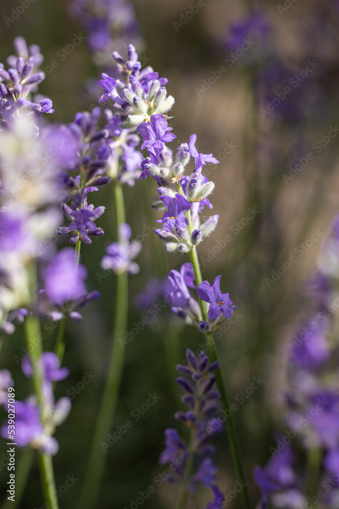 Naklejka premium Selective focus on lavender flower in flower garden. Lavender flowers lit by sunlight.