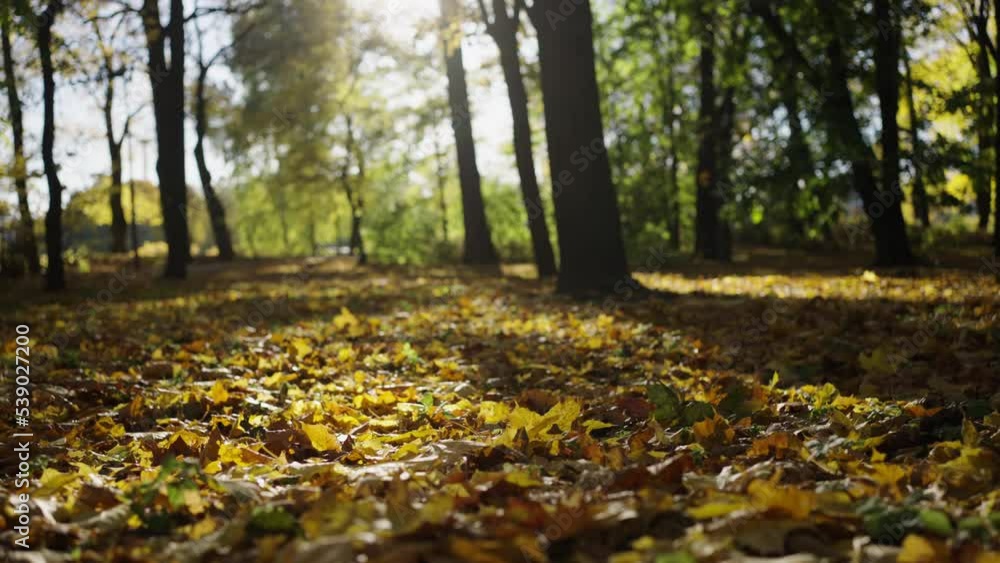 Slider shot: Autumn city park in sunny weather, yellow leaves cover the whole ground. Slider shot: Autumn city park in sunny weather, yellow leaves cover the whole ground.