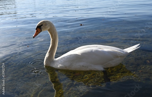 swan on the lake Constance in Austria  water  beautiful