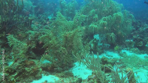 Wallpaper Mural  underwater world coral reef curacao   Torontodigital.ca