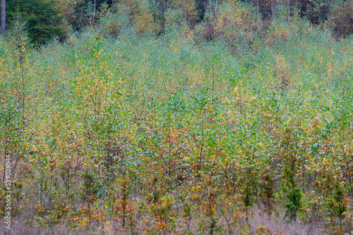 Fototapeta Naklejka Na Ścianę i Meble -  Kolory jesieni w lesie, malowniczo pożółkłe młode brzózki.