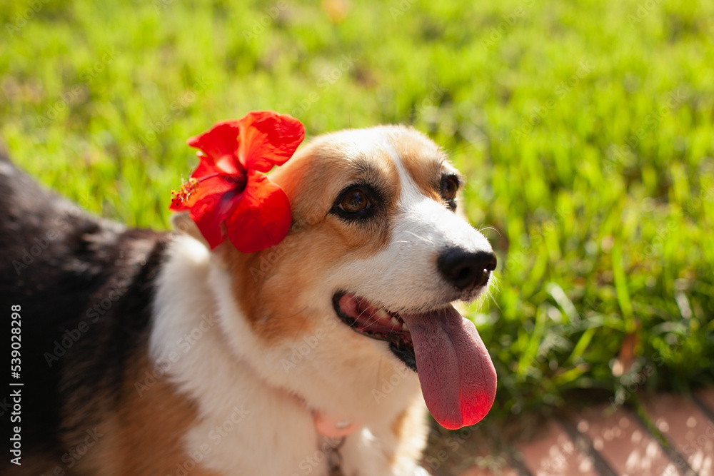 Cute welsh corgi cardigan dog girl with red flower behind her ear smiling tongue out to the camera. Purebred corgi on a walk in the park in summer or autumn at daytime. Cute welsh corgi cardigan dog girl with red flower behind her ear smiling tongue out to the camera. Purebred corgi on a walk in the park in summer or autumn at daytime.