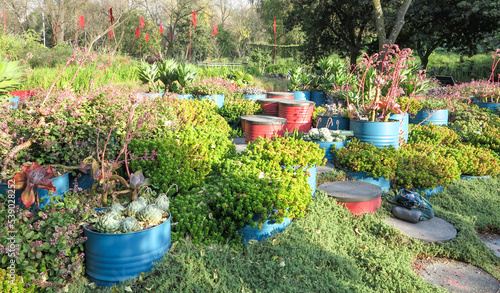 Mexico City, Mexico - A variety of plants, some inside brightly coloured barrels used as planters, in Bosque de Chapultepec's Botanical Garden. photo