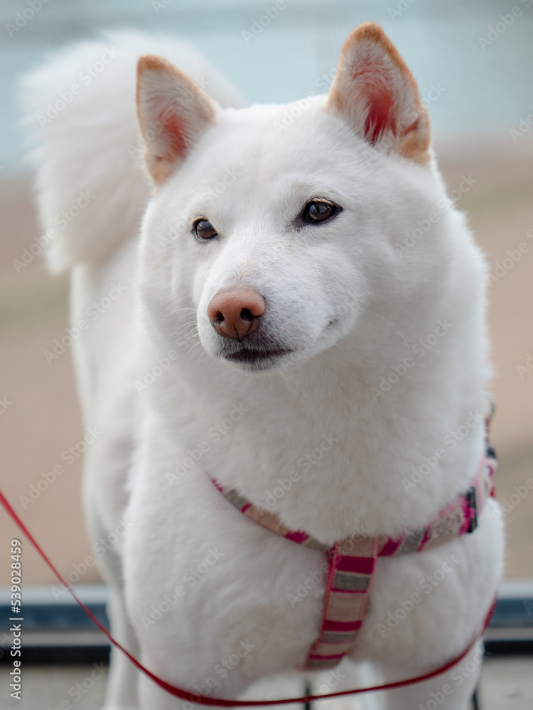 White Japanese dog Kishu Ken. White Japanese dog Kishu Ken.