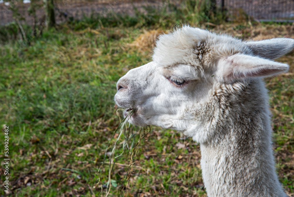 Obraz premium Alpaca eating straw