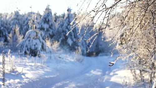 Snowfall in winter in the forest, snowy christmas morning, birch branches swaying in the wind during a snowfall