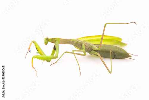 green praying mantis sits on a white background. insect predator. nature and zoology