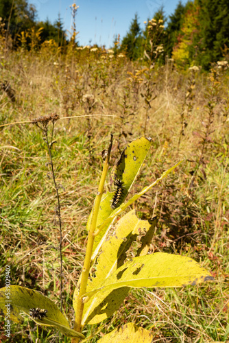 Common variety of Tussock Moth species feeding on milkweed plant in an open grassy mountain meadow on a high elevation plain photo