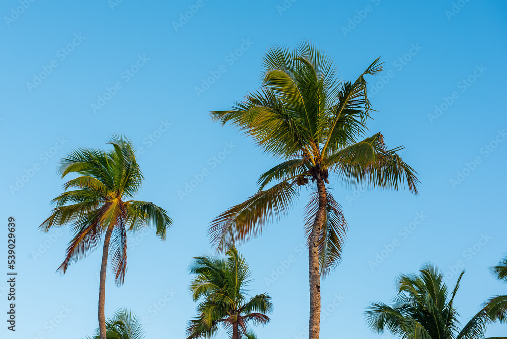 Palm trees and sky