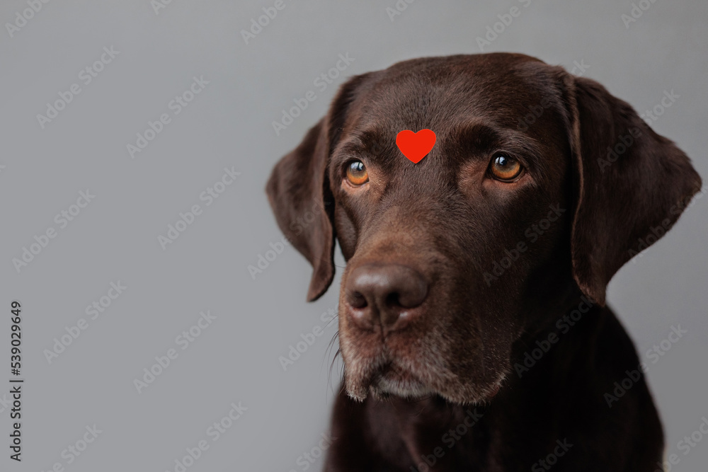 dog is a chocolate labrador retriever with hearts on his head and nose. valentine's day, date or birthday party. A beautiful Labrador dog, in love and joyful. feelings of love and infatuation dog is a chocolate labrador retriever with hearts on his head and nose. valentine's day, date or birthday party. A beautiful Labrador dog, in love and joyful. feelings of love and infatuation