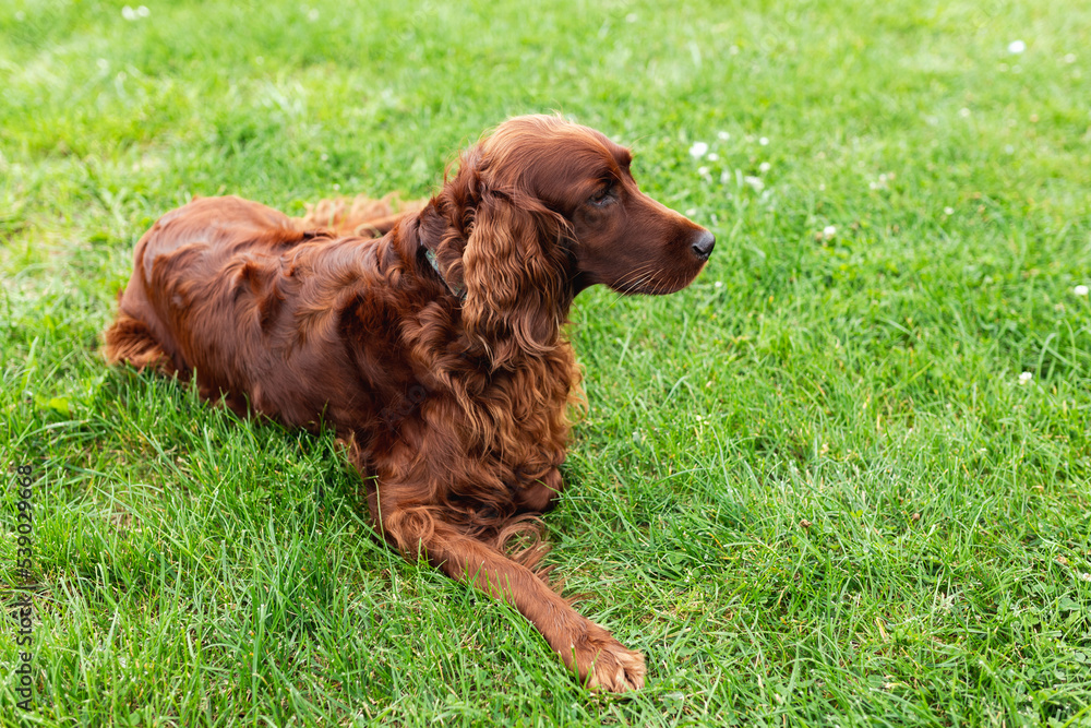 Beautiful happy Irish Setter dog is lying in grass on a beautiful summer day. Copy space. Hunting dogs.