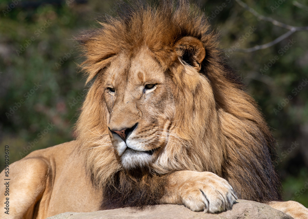 African Lion (Panthera Leo)