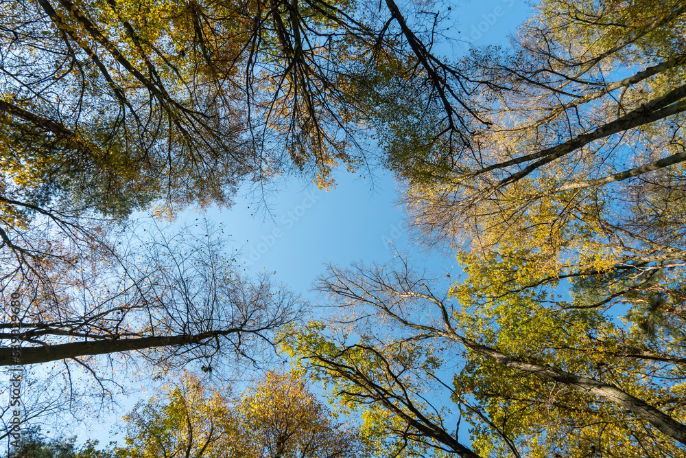 Bottom view of the treetops in the autumn forest. Autumn forest background. Trees with brightly colored leaves, red-orange trees in the autumn park. Colorful leaves and trees against the blue sky. Bottom view of the treetops in the autumn forest. Autumn forest background. Trees with brightly colored leaves, red-orange trees in the autumn park. Colorful leaves and trees against the blue sky.