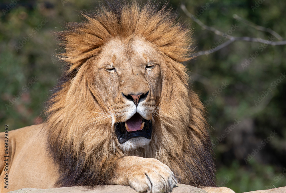 African Lion (Panthera Leo)