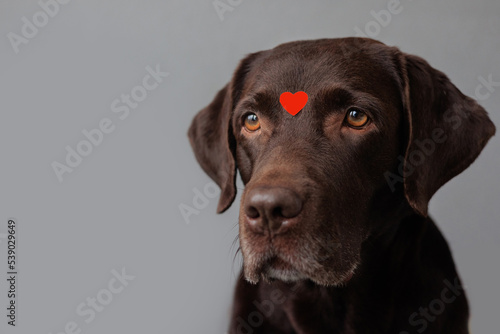 dog is a chocolate labrador retriever with hearts on his head and nose. valentine's day, date or birthday party. A beautiful Labrador dog, in love and joyful. feelings of love and infatuation © MyJuly