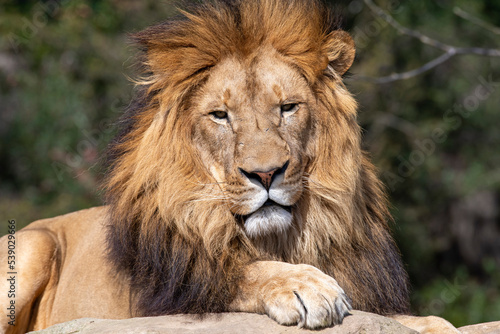African Lion  Panthera Leo 