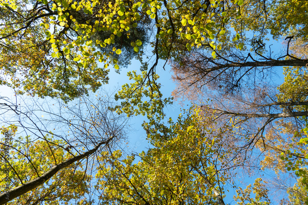 Fototapeta premium Bottom view of the treetops in the autumn forest. Autumn forest background. Trees with brightly colored leaves, red-orange trees in the autumn park. Colorful leaves and trees against the blue sky.