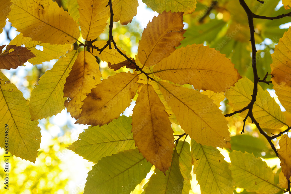 Fototapeta premium Hojas de castaños, con sus colores de otoño