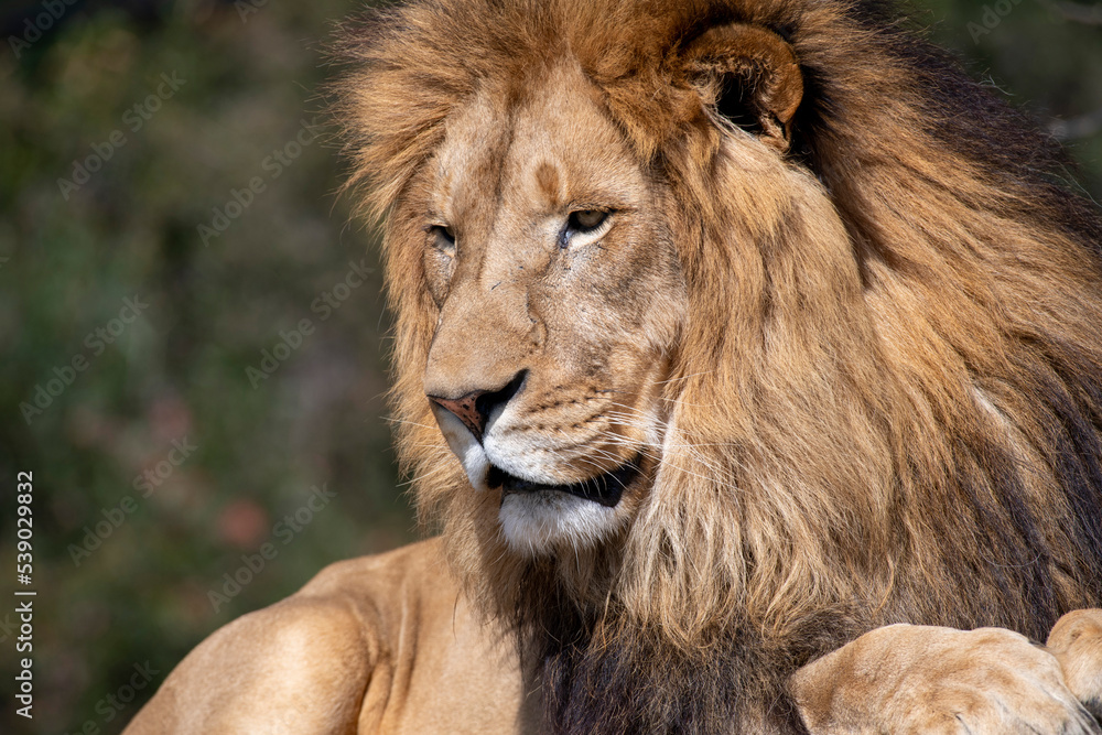 African Lion (Panthera Leo)