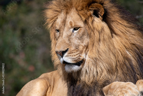 African Lion  Panthera Leo 