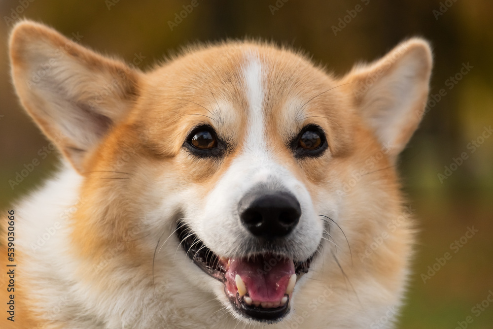 happy smiling corgi face outdoors in autumn happy smiling corgi face outdoors in autumn