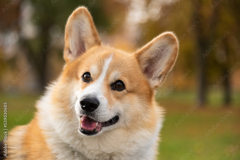 happy smiling corgi face outdoors in autumn happy smiling corgi face outdoors in autumn