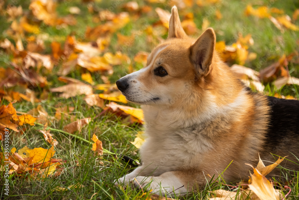 Happy and active purebred Welsh Corgi dog outdoors in the grass Happy and active purebred Welsh Corgi dog outdoors in the grass
