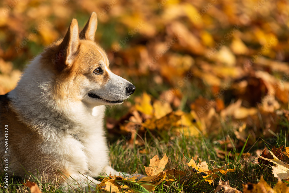 happy smiling corgi face outdoors in autumn happy smiling corgi face outdoors in autumn