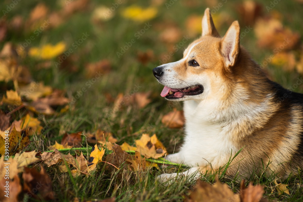 happy smiling corgi face outdoors in autumn happy smiling corgi face outdoors in autumn