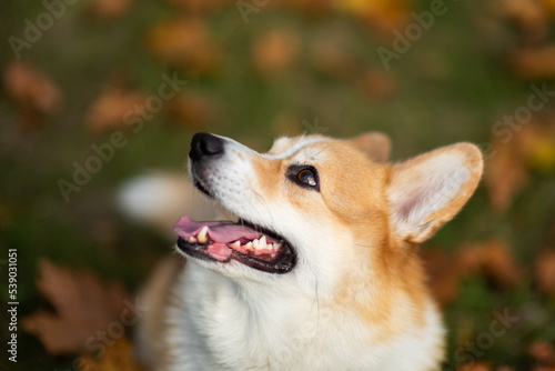 Happy and active purebred Welsh Corgi dog outdoors in the grass