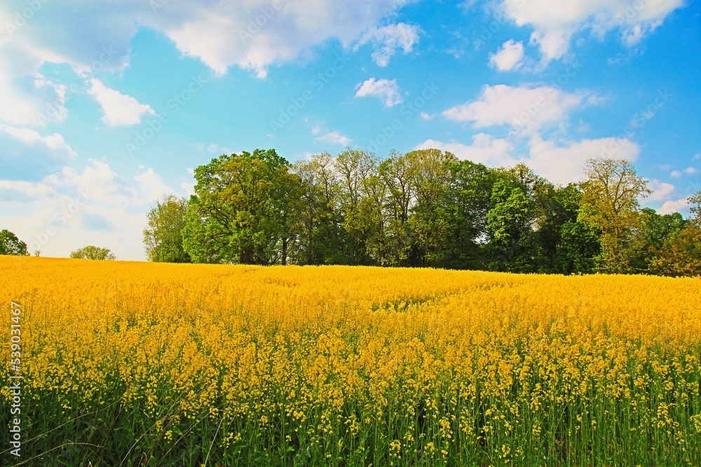 sunny Rapeseed field