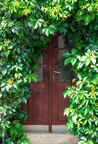 Kutna Horą wooden medieval double door with overgrown vine plants covering the entry. Historic building in Bohemian section of Czech Republic. 