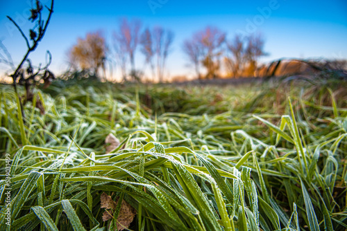 Morning frost on grass in a field at Sunrise
