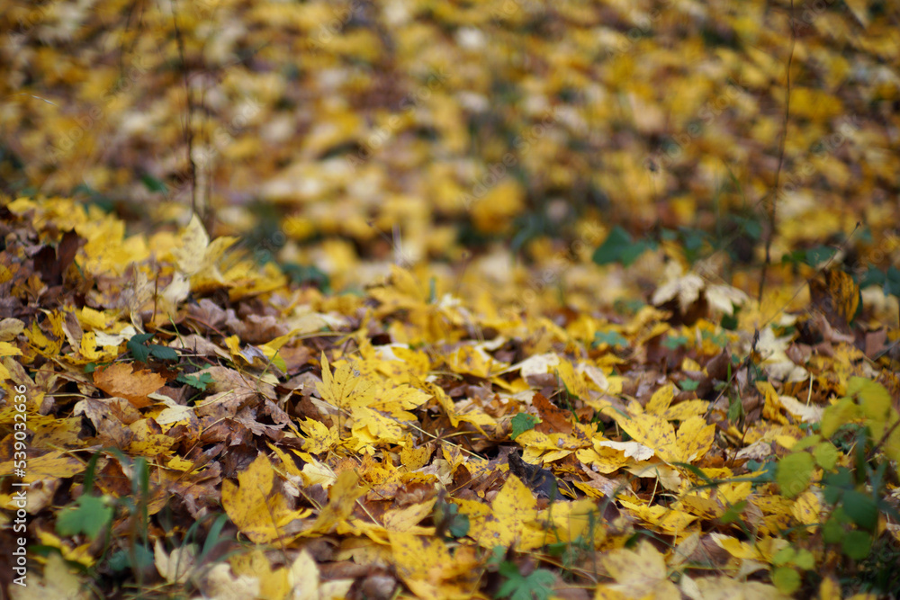 Autumn in Italy, Calabria