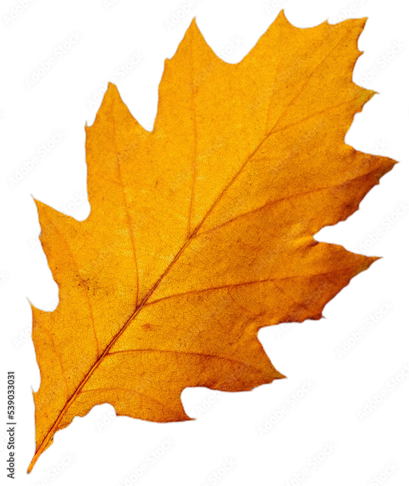 Blatt mit intensiven Farben im Herbst Blatt mit intensiven Farben im Herbst