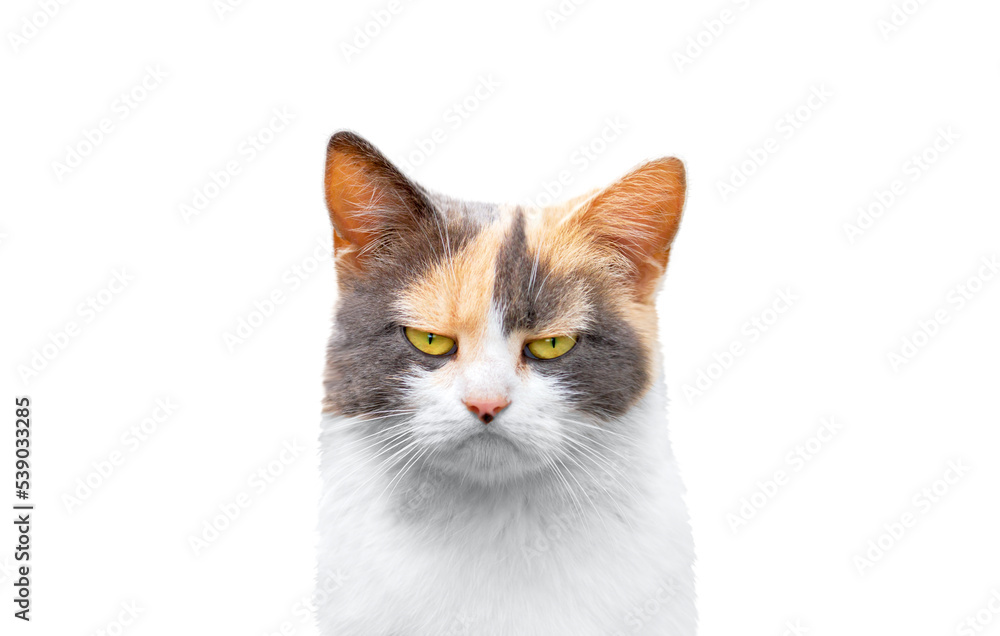 stern sad cat isolated on white background