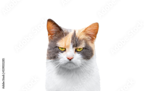 stern sad cat isolated on white background