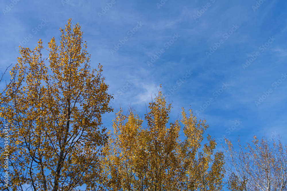 Birch tree treetop with yellow autumn leaves against blue sky with few cirrus clouds in a sunny day. Indian summer. Copy space for your text. Beauty in nature theme. Birch tree treetop with yellow autumn leaves against blue sky with few cirrus clouds in a sunny day. Indian summer. Copy space for your text. Beauty in nature theme.
