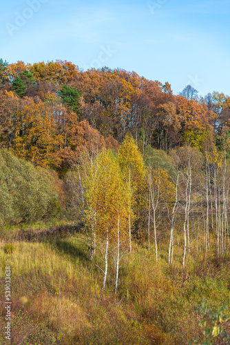 Yellow birch trees in autumn forest in a sunny day. Clear blue sky. Selective focus. Beauty in nature theme.