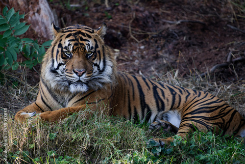 Close up of a Sumatran Tiger with orange fur  black stripes  and white highlights laying on a hill of grass.