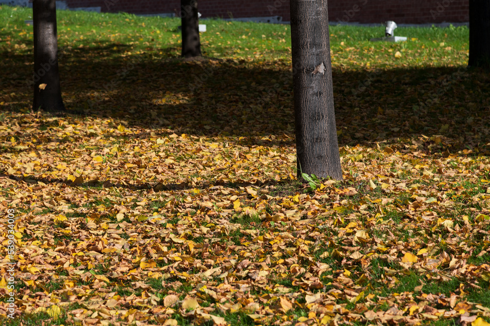 Wooden tree trunk with fallen yellow leaves in autumn park in a sunny day. Indian summer. Selective focus. Beauty in nature theme. Wooden tree trunk with fallen yellow leaves in autumn park in a sunny day. Indian summer. Selective focus. Beauty in nature theme.