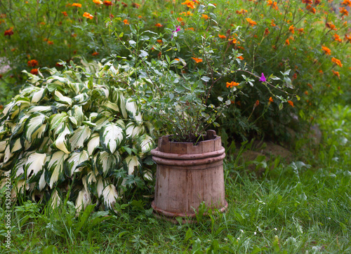 Hosta, marigold and other plants in the garden