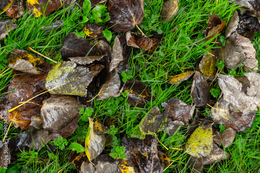 autumn foliage on bright green grass with raindrops, texture, background. High quality photo autumn foliage on bright green grass with raindrops, texture, background. High quality photo